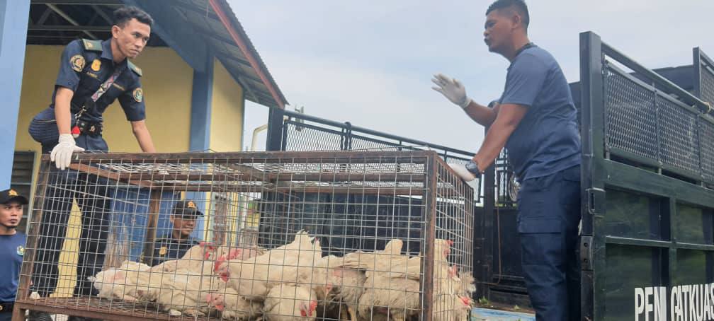 Operasi tanpa kebenaran Premis pusat sembelih ayam, itik diarah tutup manjung sitiawan Majlis Perbandaran Manjung MPM