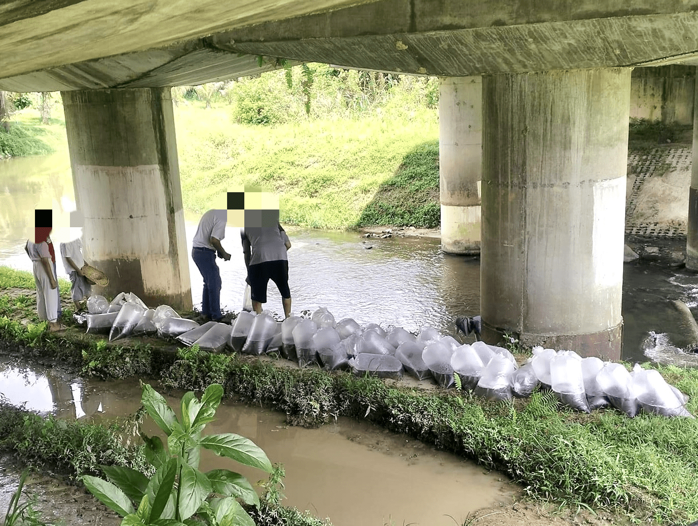 Undang pertikaian umum, 10,000 anak ikan keli Afrika didakwa dilepaskan ke sungai tanjung malim Sungai Hulu Bernam anak ikan keli CCTV TG Malim