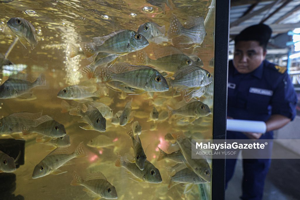 Perikanan Perak sita 49 ikan larangan bernilai RM8,300