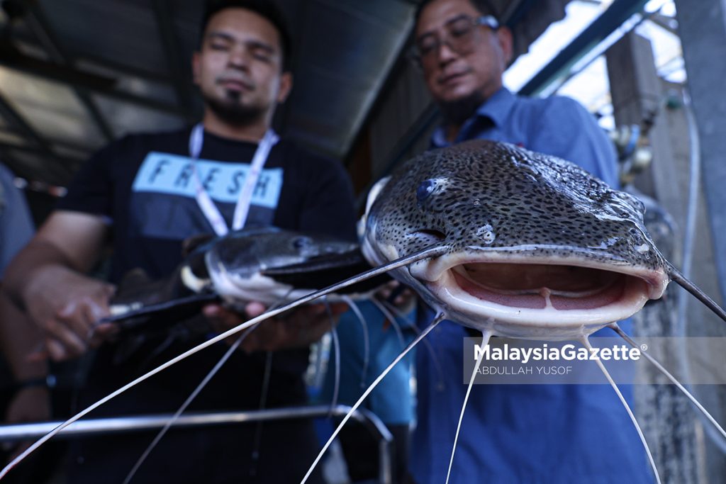 Perikanan Perak sita 49 ikan larangan bernilai RM8,300