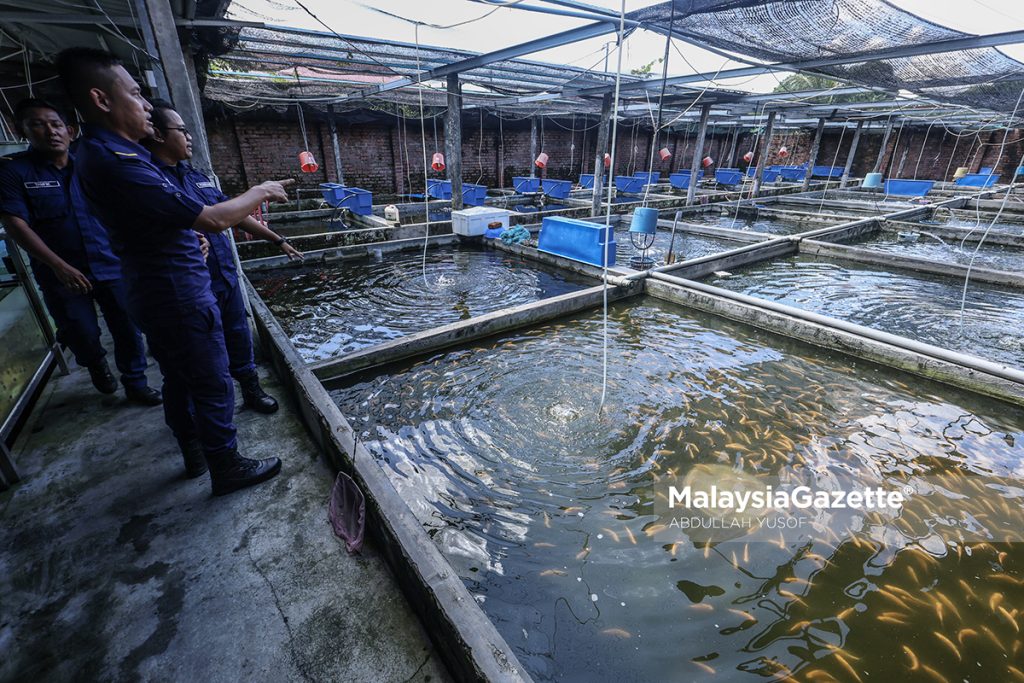Perikanan Perak sita 49 ikan larangan bernilai RM8,300