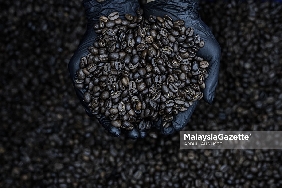 KOPI minuman yang terhasil daripada benih biji kopi yang dipanggang sudah sebati dengan warisan serta budaya masyarakat di Malaysia.Menurut kajian, dipercayai minuman itu mula ditemui pada sekitar abad kesembilan di Benua Afrika sebelum ia diperluaskan ke wilayah Timur Tengah, Eropah dan Benua Amerika. Dipercayai penanaman pokok kopi mula diperkenalkan di Malaysia sekitar abad ke-18 apabila biji kopi varieti Arabica di bawa masuk ke negara ini dari Afrika, namun pertumbuhannya tidak menggalakkan akibat faktor cuaca. Rentetan itu, tanaman kopi daripada varieti Liberica mula diperkenalkan di negara ini oleh Leonard Wray pada sekitar tahun 1875 dan ia menjadi pemangkin kepada perkembangan awal perusahaan kopi tempatan. Terdapat lebih daripada 100 spesies kopi yang terdapat di dunia namun empat daripadanya sesuai ditanam secara komersial iaitu Arabica, Robusta, Liberica dan Excelsa. Dewasa ini kopi bukan sekadar hanya minuman sebaliknya ia telah membentuk komuniti tersendiri di samping menjadi salah satu komponen kepada pembangunan sektor ekonomi dan pelancongan setempat. Menteri Besar Perak, Datuk Seri Saarani Mohamad berkata, Ipoh misalnya kini telah menjadi destinasi buat pecinta kopi yang menghargai keaslian rasa, keunikan budaya, serta suasana khas yang ditawarkan di bandar raya itu. Menurut beliau, platform interaktif atas talian Peta Kopi telah menyenaraikan lebih 150 kafe di yang boleh didapati di seluruh Negeri Perak. “Ia bukan sahaja memudahkan pelancong mencari kafe pilihan, malah mengangkat keunikan kafe tempatan sebagai daya tarikan utama, memperkukuh sektor pelancongan negeri. “Kita juga berbangga kerana jenama-jenama seperti Chek Hup dan Ipoh Oldtown White Coffee telah berjaya menembusi pasaran global, membuktikan keupayaan industri kopi Perak untuk bersaing di peringkat antarabangsa,” katanya ketika berucap pada Program Cherita Secangkir Kopi 2024, baru-baru ini. Saarani berkata, pasaran kopi global juga semakin berkembang pesat apabila pasarannya , dianggarkan bernilai dolar Amerika Syarikat (USD) 461.25 bilion pada 2022, dijangka mencapai USD 690.09 bilion menjelang tahun 2030. Dalam konteks domestik pula, data Organisasi Kopi Antarabangsa mengunjurkan bahawa rakyat Malaysia adalah antara peminum kopi terbanyak di Asia Pasifik, dengan purata lebih 100 cawan setahun bagi setiap individu. Menurut Saarani, oleh itu trend berkenaan membuka peluang besar kepada Perak, khususnya dalam memenuhi permintaan kopi organik dan lestari yang semakin digemari pengguna global selari dengan gaya hidup sihat. Malah ujar beliau, potensi itu juga membuka ruang untuk industri kopi Perak memperluas capaian, bukan sahaja di pasaran tempatan tetapi juga ke peringkat antarabangsa. ** Penjenamaan Kopi Perak Jabatan Pertanian Negeri Perak mengorak langkah ke hadapan dengan memperkenalkan jenama Kopi Perak, hasil daripada tanaman dan pemprosesan biji kopi di negeri ini. Jenama Kopi Perak dilancarkan di Pameran Pertanian, Hortikultur dan Agro Pelancongan Malaysia (MAHA 2024), di Taman Ekspo Pertanian Malaysia (MAEPS), Serdang, Selangor pada 14 September lalu. Ia disempurnakan Exco Pembangunan Luar Bandar, Perladangan, Pertanian dan Industri Makanan Perak, Datuk Mohd Zolkafly Harun dan Setiausaha Kerajaan Negeri Perak, Datuk Ahmad Suaidi Abdul Rahim. Majlis yang berlangsung di Pavilion Negeri Perak itu turut disaksikan Pengarah Jabatan Pertanian Negeri Perak, Norsiyenti Othman serta usahawan kosmetik terkenal, Datuk Aliff Syukri Kamarzaman. Menurut Jabatan Pertanian Negeri, penjenamaan semula kopi varieti Liberica yang ditanam di Perak itu adalah langkah strategik bagi menjadikan negeri ini sebagai pengeluar utama kopi di Malaysia. Katanya, melalui usaha itu, jabatan berkenaan diberi tanggungjawab untuk merangka hala tuju, pendekatan, dan polisi yang lebih kukuh serta inklusif bagi meningkatkan pengeluaran industri kopi di Perak. “Penjenamaan semula varieti Liberica sebagai Kopi Perak diharap mampu melonjakkan industri kopi dengan memberi impak kepada sektor agro-pelancongan dan perusahaan kecil dan sederhana (IKS). “Dalam usaha memperkenalkan Kopi Perak kepada orang ramai, hampir 20 pembancuh kopi atau ‘brewer’ tempatan telah terpilih untuk mempromosikan kopi itu melalui ujirasa di kios dan kafe di seluruh Perak. “Inisiatif ini bertujuan untuk meningkatkan kesedaran masyarakat tentang keunikan Kopi Liberica di Perak, sekaligus memperkukuhkan jenama ini dalam pasaran,” jelasnya lagi. Aktiviti ‘healing’ atau rehat minda yang menjadi sebahagian aktiviti wajib masyrakat Malaysia pada setiap hujung minggu pastinya akan dilengkapkan dengan secangkir kopi. Selain itu, aktiviti ‘cafe hopping’ atau berkunjung ke beberapa kafe dalam satu tempoh masa terdekat juga menjadi antara norma baharu dalam kalangan masyarakat terutama generasi muda yang mencintai minuman kopi. Justeru perkembangan terkini di Negeri Perak ini dilihat sebagai langkah tepat dan kehadapan dalam merebut peluang terhadap industri kopi tempatan yang semakin berkembang. Usaha serampang dua mata ini dilihat dapat memperkasakan sektor penanaman dan perusahaan kopi di Perak dalam memenuhi kehendak pasaran semasa. Selain itu, inisiatif Kopi Perak juga seiring dengan inisatif Pelan Perak Sejahtera 2030 khususnya dalam aspek sekuriti makanan dan ekonomi. - MG Perak 