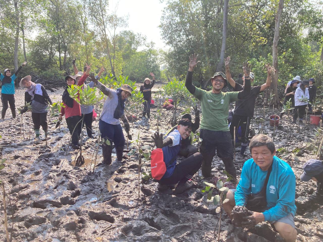 Pokok bakau Penanaman Pokok Bakau tsunami peserta KUASA komuniti hutan