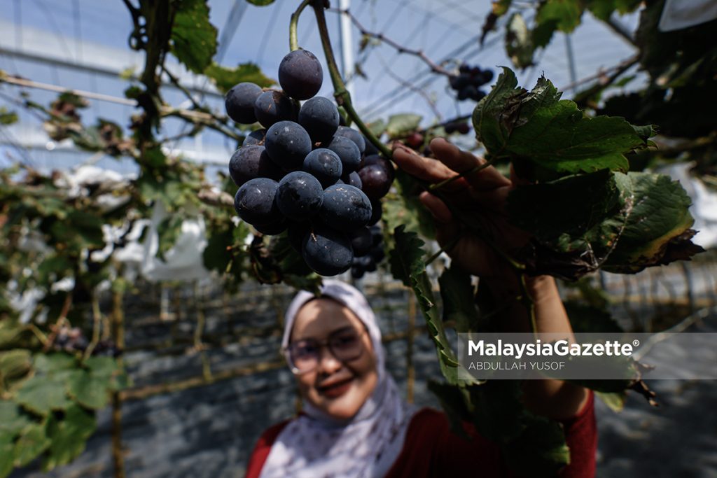 Rasai suasana santai dalam ladang di Agrotech Profarm