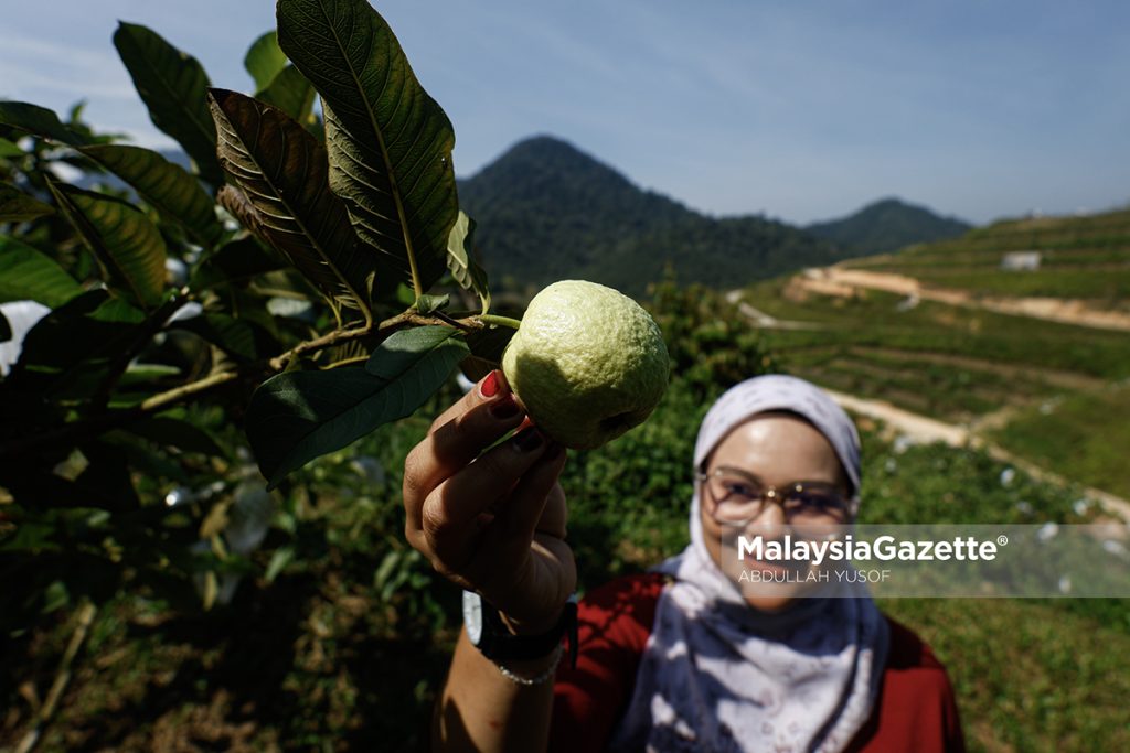 Rasai suasana santai dalam ladang di Agrotech Profarm