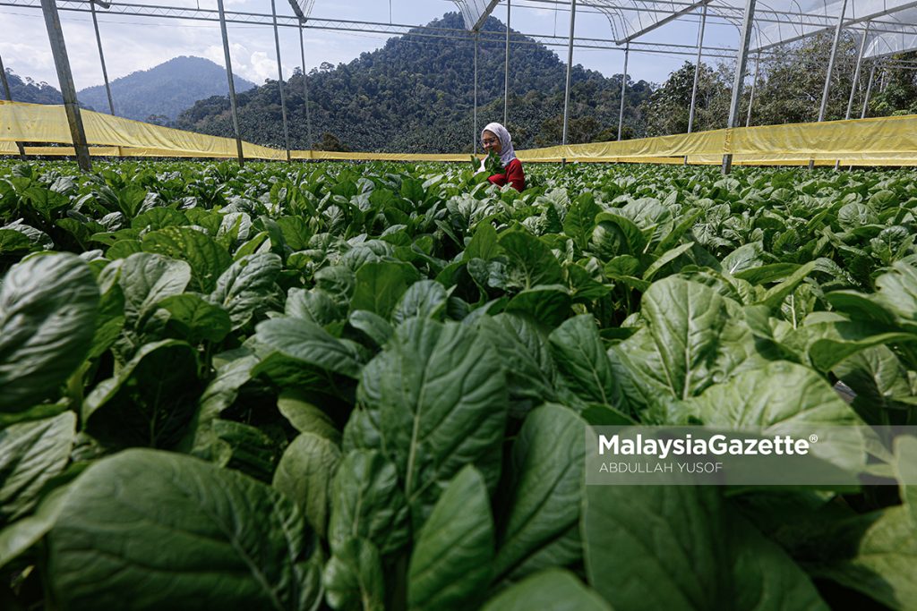 Rasai suasana santai dalam ladang di Agrotech Profarm