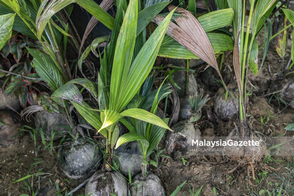 Perak perkukuh sektor pertanian melalui projek hab agromakanan NCER berteknologi tinggi
