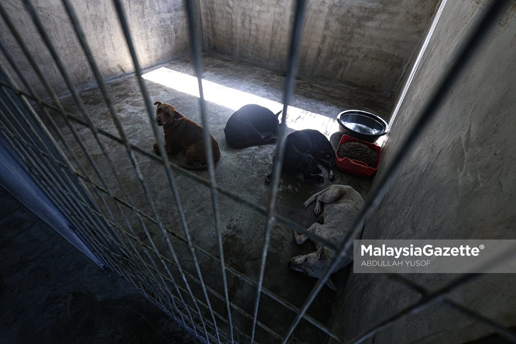 MDKpr bina paun, penempatan sementara anjing terbiar