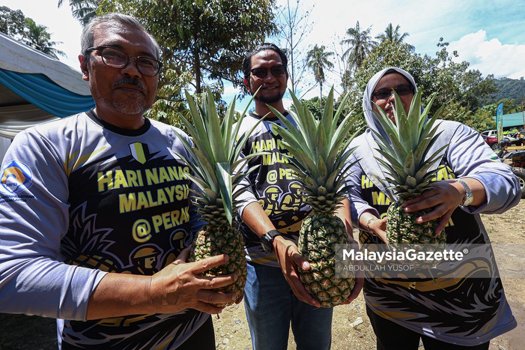Negara perlu 40,000 hektar tanaman nanas penuhi permintaan eksport