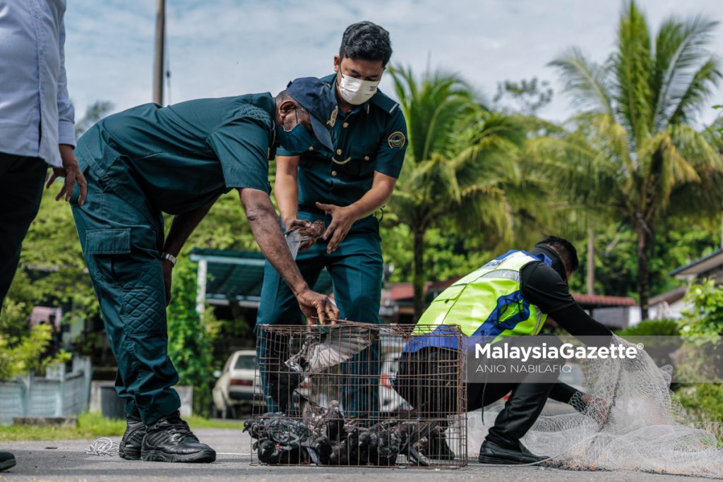 MPKK ambil langkah proaktif tangkap merpati liar ganggu penduduk