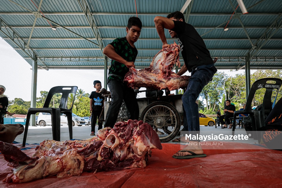 Petugas media Perak korban Aidiladha korban Aidiladha Perak, sumbangan lembu Perdana Menteri, Anwar Ibrahim korban, media Perak sambut Aidiladha, program korban Tambun, Masjid As-Syakirin Chemor