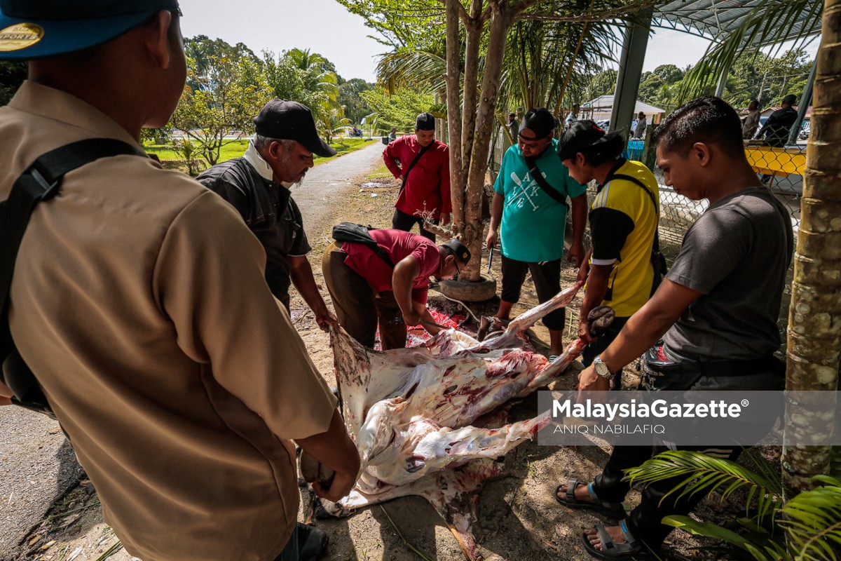 Petugas media Perak korban Aidiladha korban Aidiladha Perak, sumbangan lembu Perdana Menteri, Anwar Ibrahim korban, media Perak sambut Aidiladha, program korban Tambun, Masjid As-Syakirin Chemor