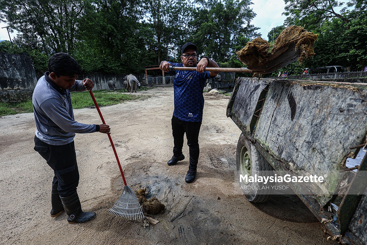Baja kompos tinja gajah Zoo Taiping projek lestari Zoo Taiping, tinja gajah jadi baja, Zoo Taiping Night Safari, baja organik dari najis haiwan, inovasi pengurusan sisa zoo, compost elephant dung Malaysia, zoo pertama hasilkan baja tinja gajah