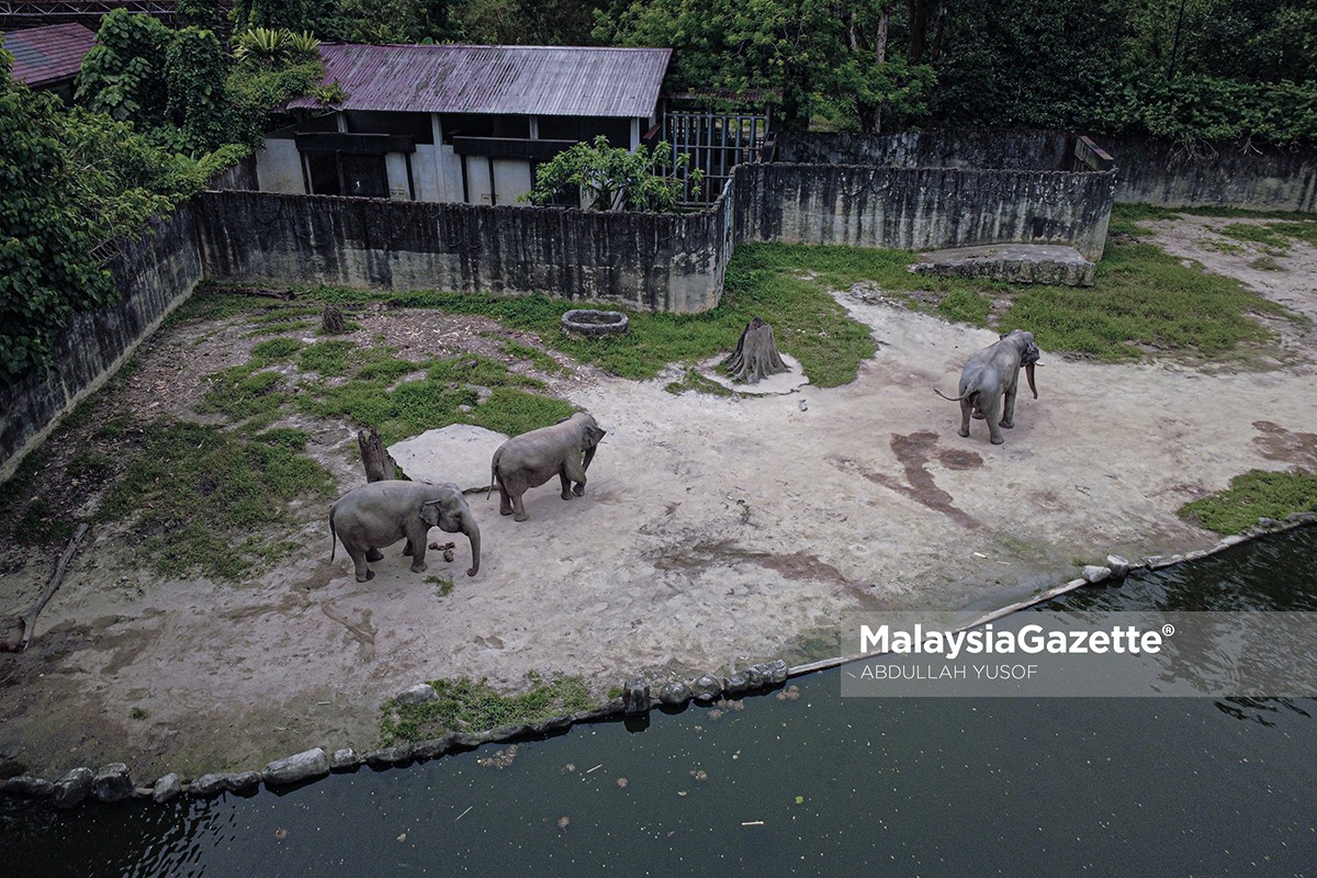 Baja kompos tinja gajah Zoo Taiping projek lestari Zoo Taiping, tinja gajah jadi baja, Zoo Taiping Night Safari, baja organik dari najis haiwan, inovasi pengurusan sisa zoo, compost elephant dung Malaysia, zoo pertama hasilkan baja tinja gajah