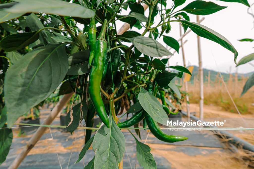 Minat bertani, warisan ayah dorong dua beradik usaha ladang sayur