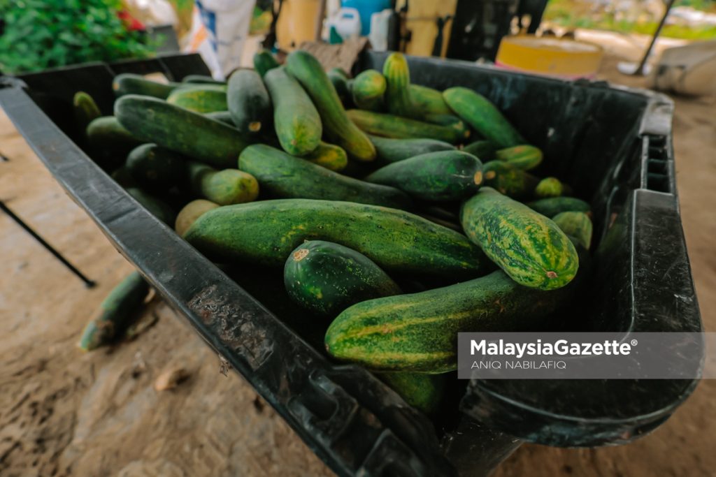 Minat bertani, warisan ayah dorong dua beradik usaha ladang sayur