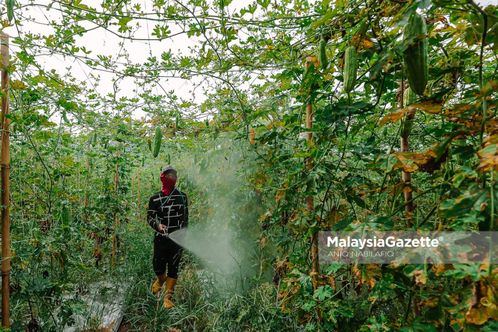 Minat bertani, warisan ayah dorong dua beradik usaha ladang sayur