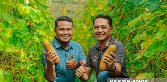 Minat bertani, warisan ayah dorong dua beradik usaha ladang sayur