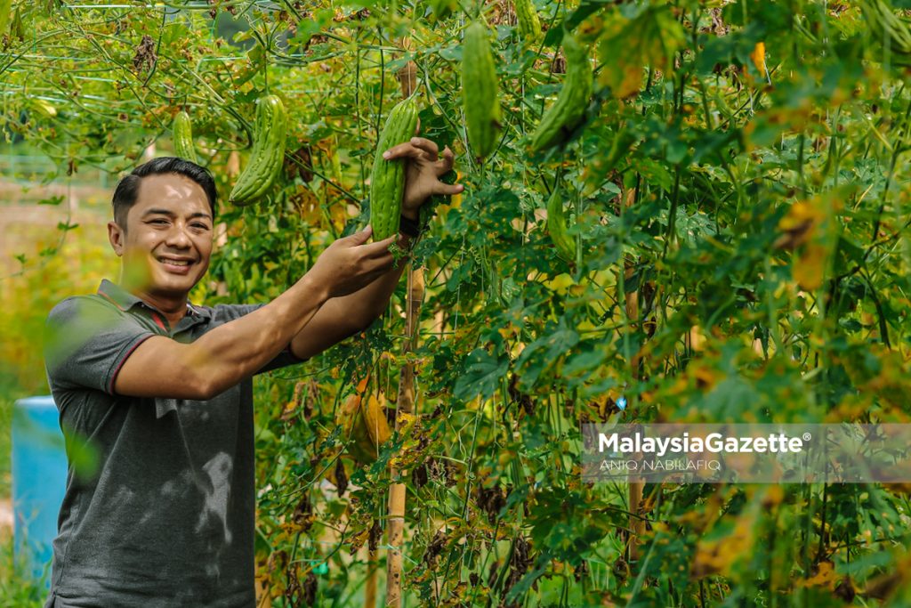 Minat bertani, warisan ayah dorong dua beradik usaha ladang sayur