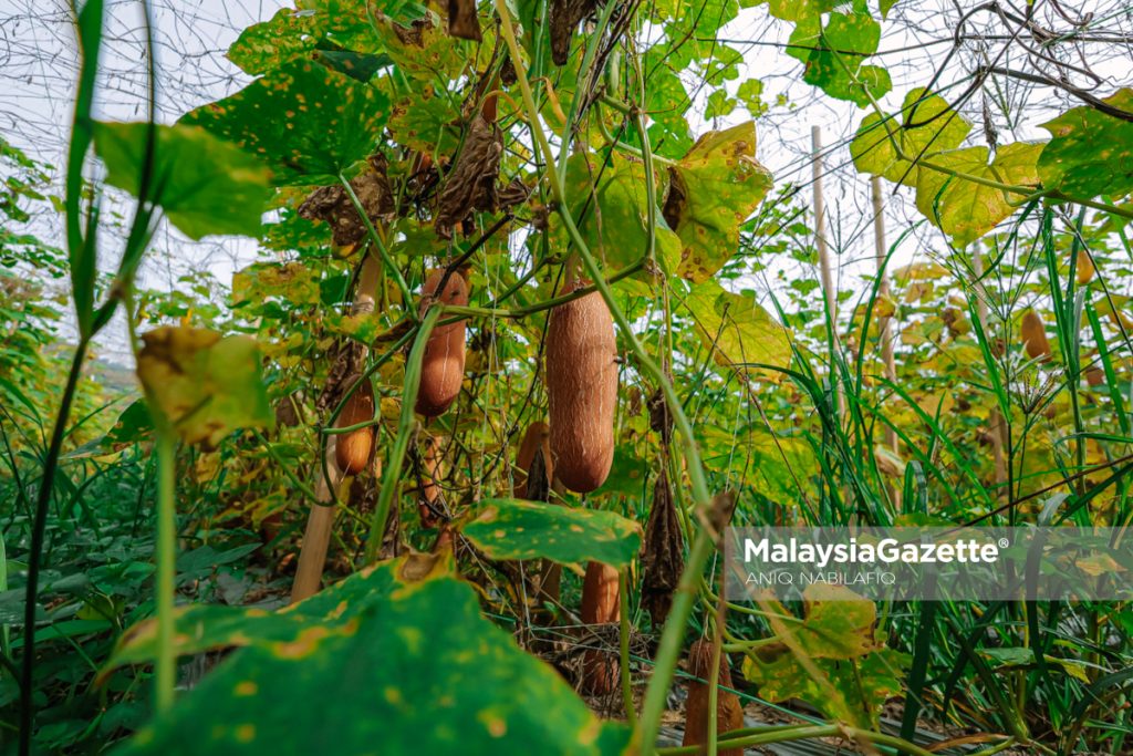Minat bertani, warisan ayah dorong dua beradik usaha ladang sayur