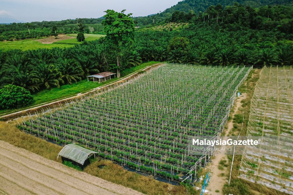 Minat bertani, warisan ayah dorong dua beradik usaha ladang sayur