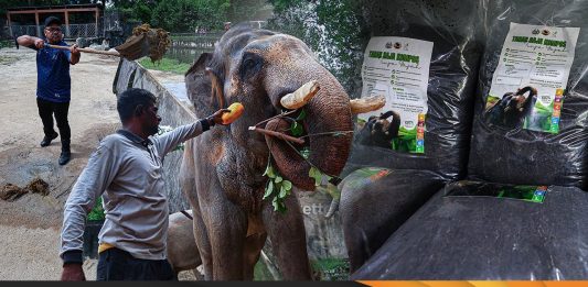 tinja gajah baja organik kompos zoo taiping