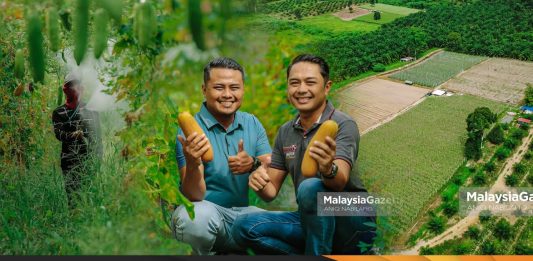 ladang sayur