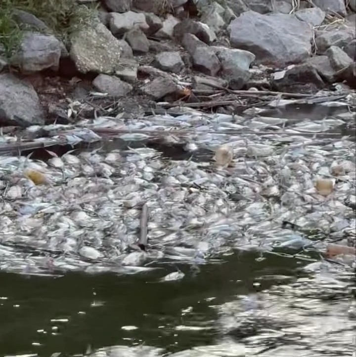 Bangkai ikan ditemukan di Sungai Kinta disyaki dibuang dari kolam ternakan