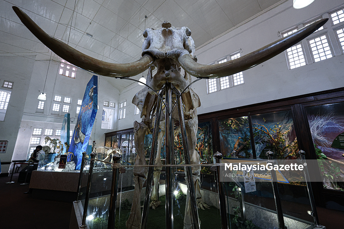 Muzium Perak Taiping sejarah Muzium Perak, pameran naga Muzium Perak, tarikan pelancongan Taiping, muzium tertua Malaysia, warisan budaya Perak, pameran budaya Malaysia