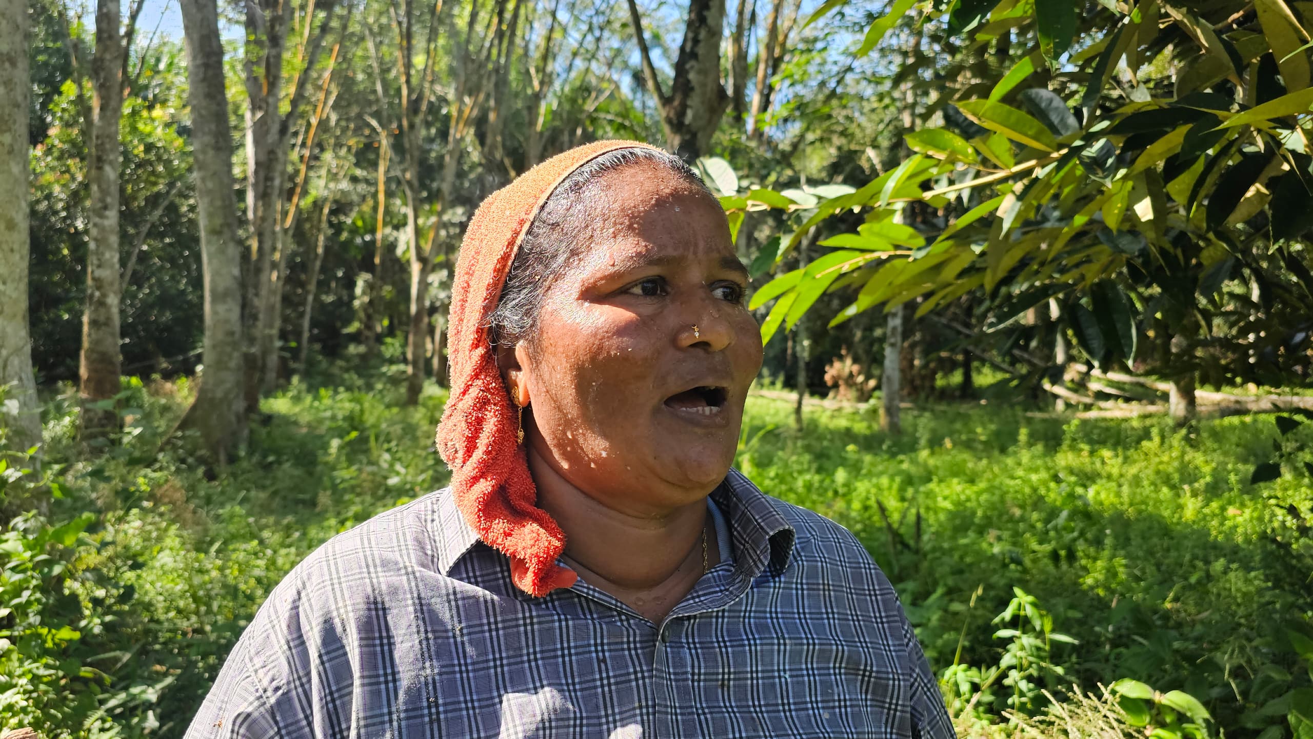 Gajah liar Sungai Siput serangan gajah liar Perak, penduduk kampung terkejut gajah, Perhilitan Perak, gajah masuk kebun durian, Kampung Lasah gajah