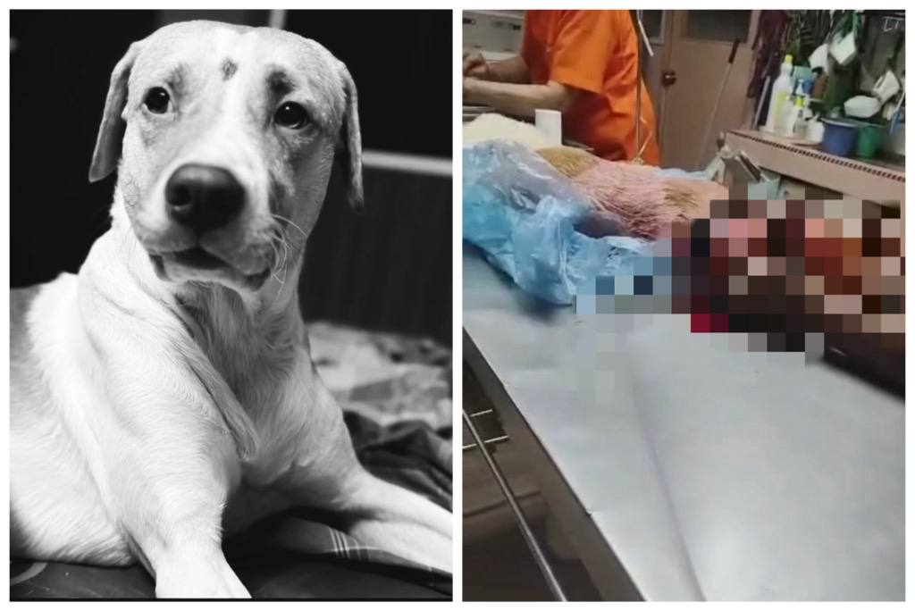 Lelaki pukul anjing hingga mati polis tahan lelaki pukul anjing, penganiayaan haiwan Ipoh, kes pukul anjing, Akta Kebajikan Haiwan 2015, ugutan jenayah Ipoh, SAFM, video tular anjing dipukul, kes polis Ipoh, berita penganiayaan haiwan, lelaki pukul anjing Taman Arkid