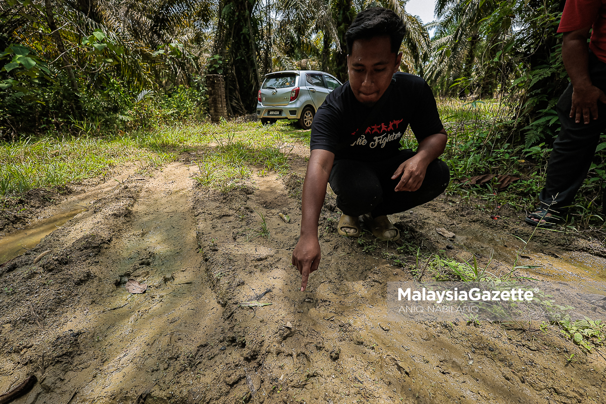 Harimau belang masuk kampung Chemor pak belang gangguan harimau Perak, Kampung Ulu Kuang, ancaman hidupan liar, PERHILITAN Perak, penduduk takut harimau, serangan harimau Chemor