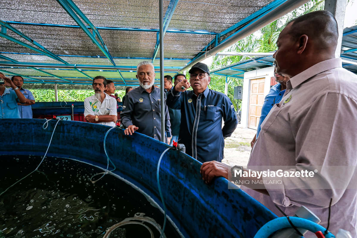 ternakan ikan tilapia merah bioflok Perak ikan air tawar Kampung Pantai Remis, projek SejaTi MADANI, sistem bioflok, JPKK Kampung Pantai Remis, Datuk Mohd Zolkafly Harun, industri akuakultur Perak, ikan air tawar, projek komuniti luar bandar, pertanian moden Perak