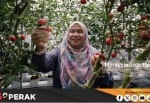MGPerak: ‘Tak Kenal, Maka Tak Cinta’, Norsiyenti Tekad Majukan Pertanian Di Perak Jabatan Pertanian Negeri Perak, Norsiyenti Othman,