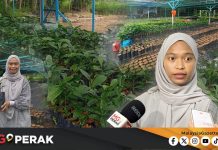MGPerak: Pemegang Ijazah Kaunseling Kini Pengusaha Nurseri Kopi Berjaya Dengan Pendapatan Lumayan
