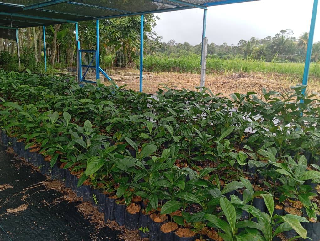 Perusahaan nurseri kopi Kuala Kangsar Raihan Shafiqah Ismail Nine Nursery Kuala Kangsar pokok kopi Liberica industri kopi Perak Jabatan Pertanian Negeri Perak bantuan geran pertanian usahawan muda Perak permintaan anak pokok kopi