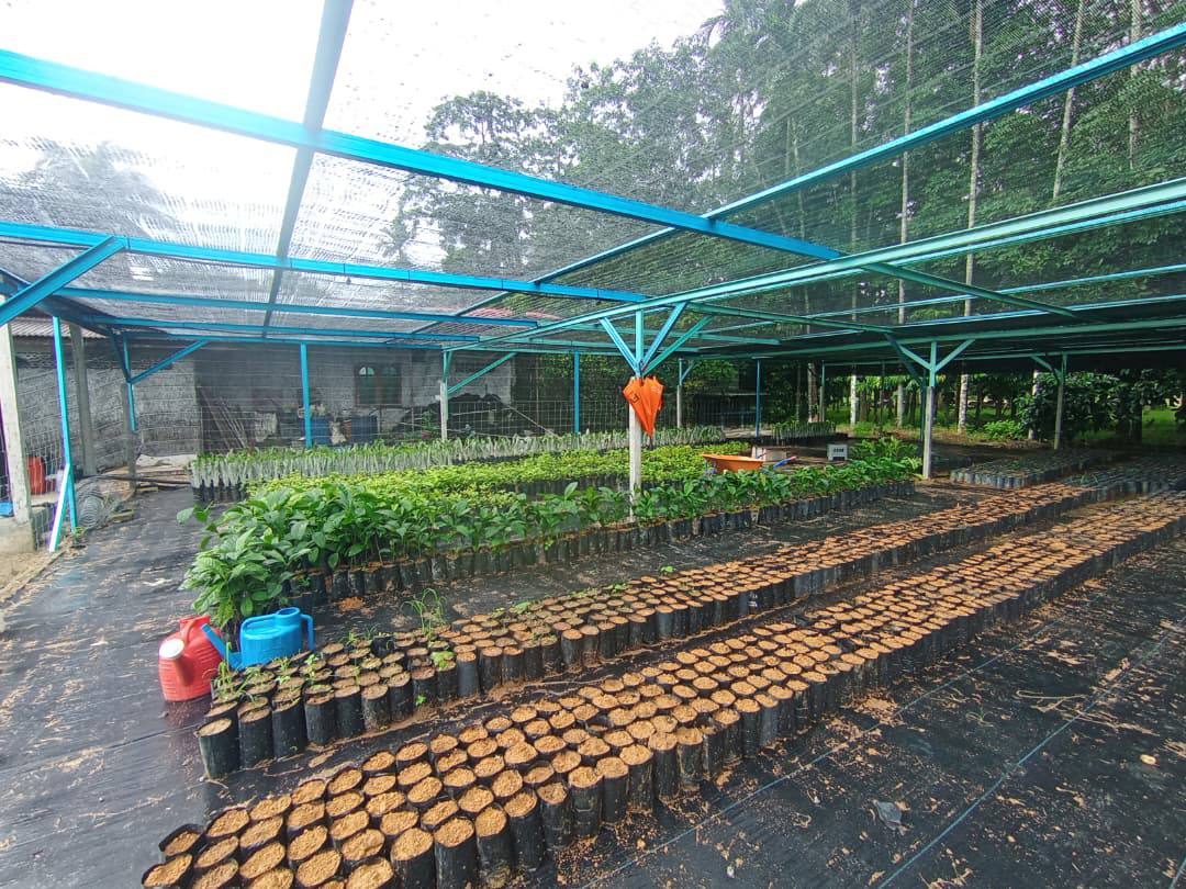 Perusahaan nurseri kopi Kuala Kangsar Raihan Shafiqah Ismail Nine Nursery Kuala Kangsar pokok kopi Liberica industri kopi Perak Jabatan Pertanian Negeri Perak bantuan geran pertanian usahawan muda Perak permintaan anak pokok kopi