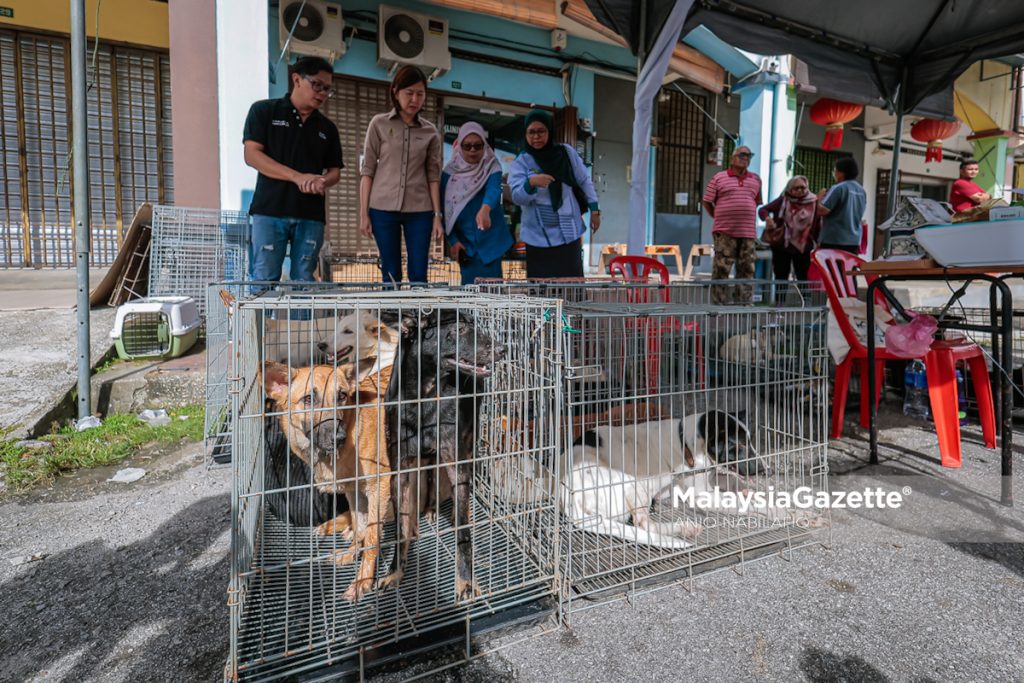1,008 haiwan dimandulkan, kerajaan negeri tingkat peruntukan Perak Pawsitive Initiative