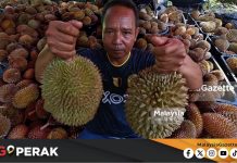 MGPerak: Jenama Semula Durian Bukit Untuk Tingkat Pendapatan Orang Asli