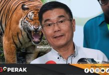 MGPerak: Gangguan Rantaian Makanan Punca Konflik Harimau-Manusia – Exco Perak
