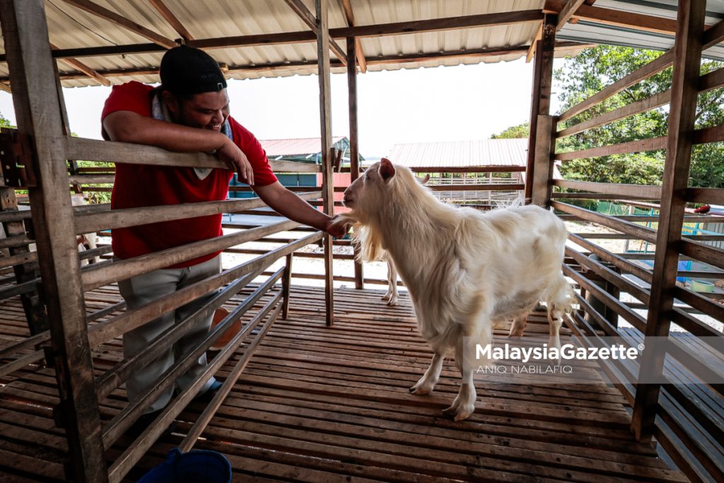 Gagal, belajar, bangkit: Perjalanan Madzarul Yusuf bina empayar U Kambing