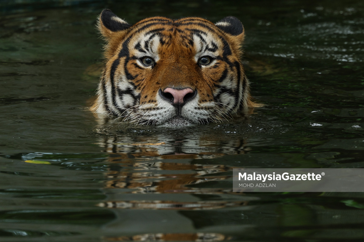 Sultan Nazrin Harimau Malaya Perak pelan tindakan Harimau Malaya, Santuari Gajah Gerik, konflik manusia haiwan Perak, Central Forest Spine, hutan simpanan kekal Perak, konservasi hidupan liar Malaysia, perubahan iklim Perak gajah