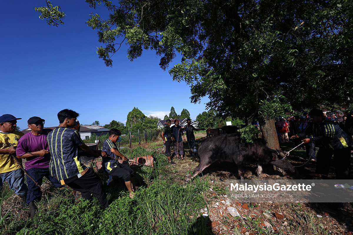 petugas cilik ibadah korban Aidiladha Ipoh, korban Sungai Rokam, kanak-kanak sertai korban, Masjid Idris Iskandar Shah 1, gotong-royong korban, belia masjid, korban lembu Perak