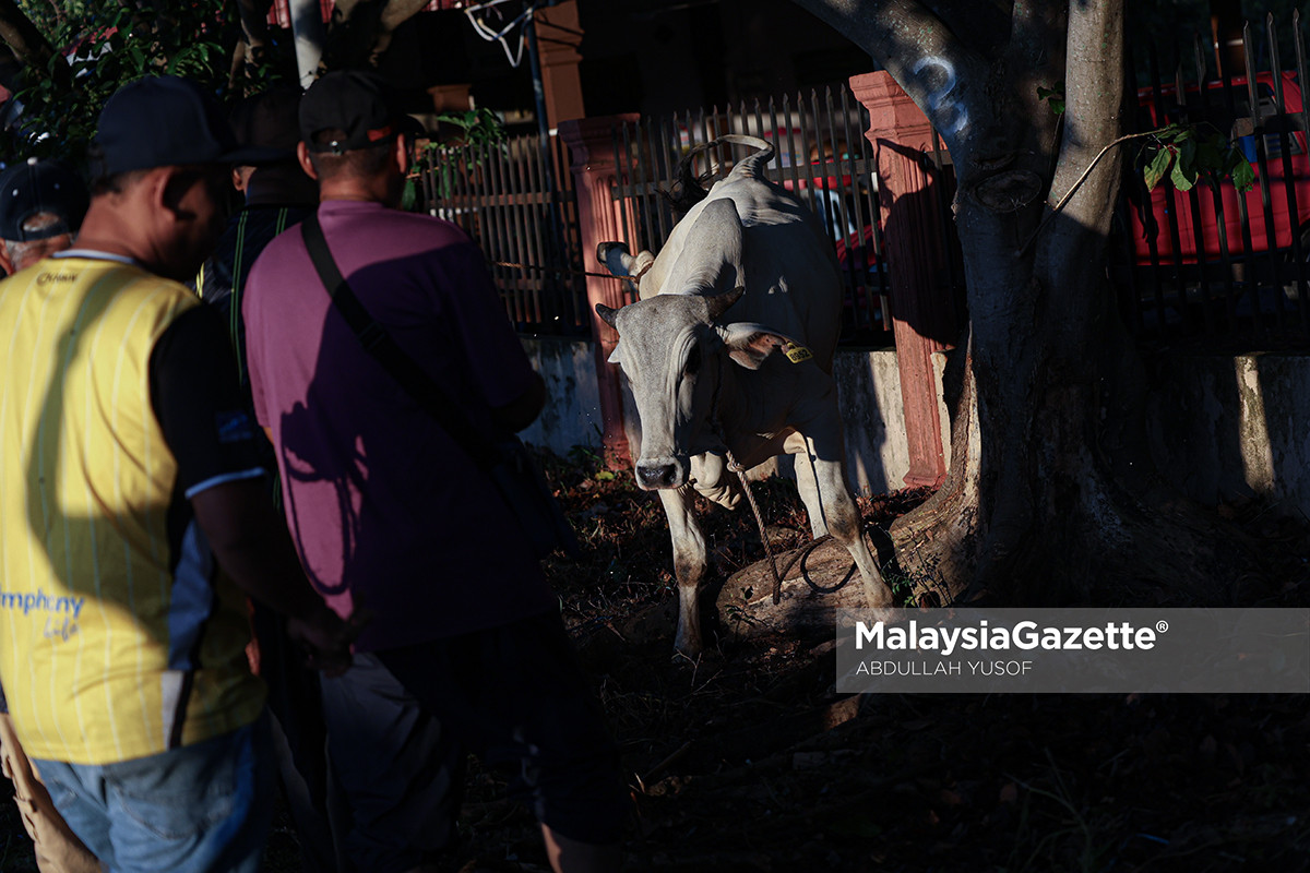 ibadah korban Sungai Rokam Related Keyphrase: korban Aidiladha Ipoh, Masjid Idris Iskandar Shah 1, korban Perak, korban lembu Ipoh, belia masjid, Saarani Mohamad, Aidiladha 2026