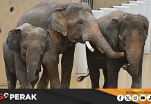 MGPerak: Dara, Amoi, Kelat Dalam Keadaan Baik, Ada Peningkatan Berat Badan DAK Dara Amoi Kelat gajah Zoo Tennoji Osaka Taiping Perak