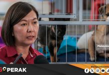 MGPerak: Perak Teliti Pindaan UUK Pelesenan Anjing Tangani Isu Haiwan Terbiar