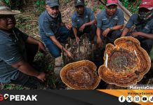 MGPerak: Cendawan Susu Rimau Dipulihara, Bakal Lonjak Nama Lenggong