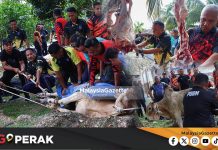 MGPerak: 12 Ekor Lembu Selamat Dikorbankan Di DUN Belanja