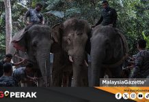 MGPerak: Cemas Dengar Tempikan Kawanan Gajah Liar Belakang Rumah