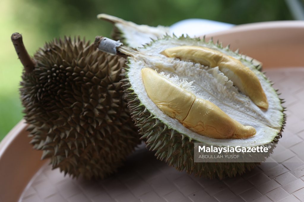 Komuniti pekebun durian Perak cadang durian diisytihar ‘Buah Kebangsaan Malaysia’